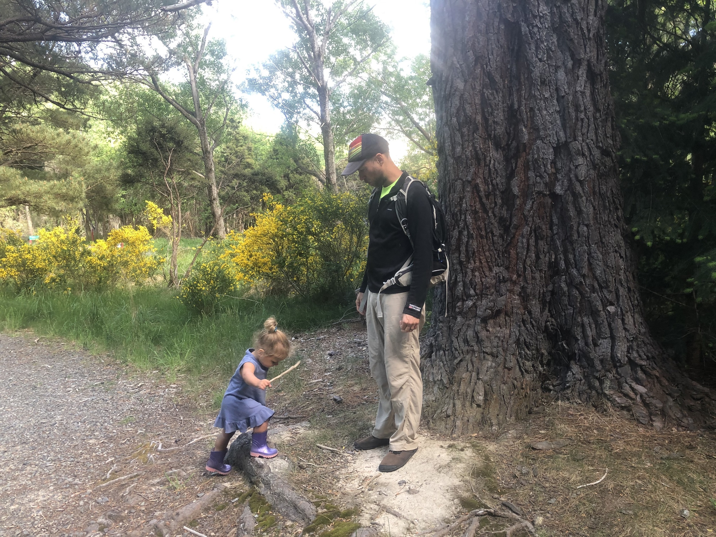 Toddler climbing a root on a hike