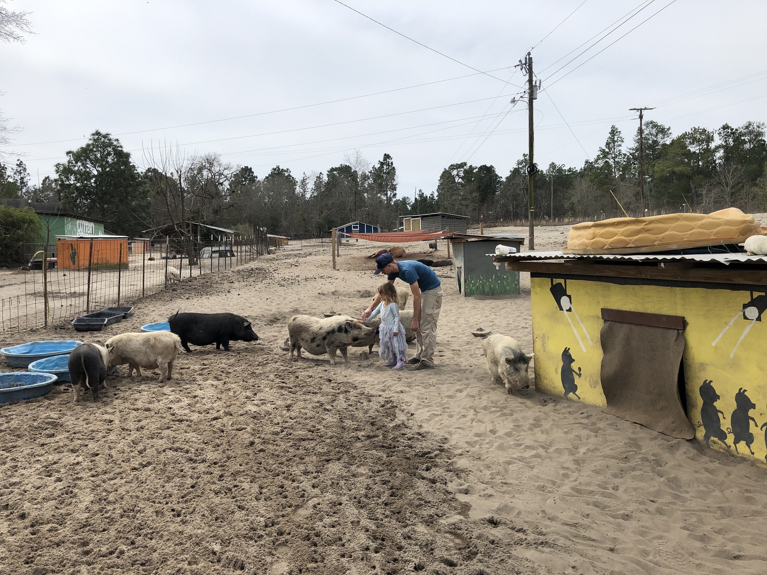 Family petting pigs at Cotton Branch Farm Sanctuary in South Carolina