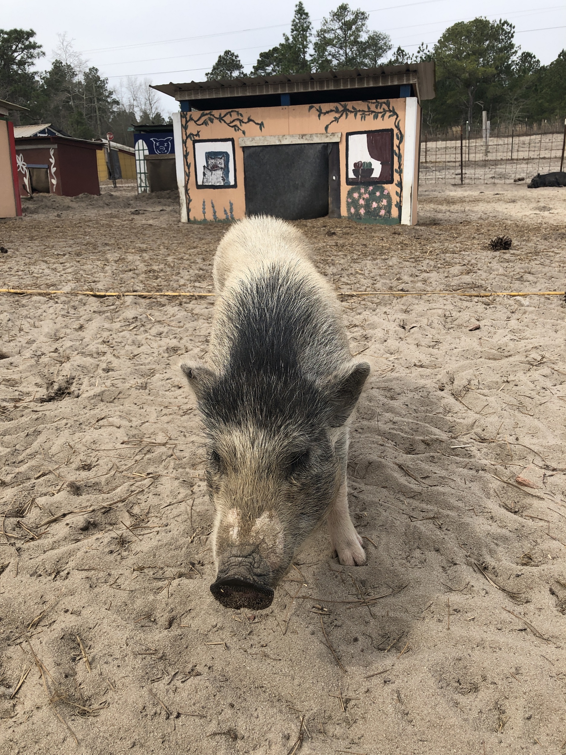 Pig and Shelter at Cotton Branch Farm Sanctuary in South Carolina