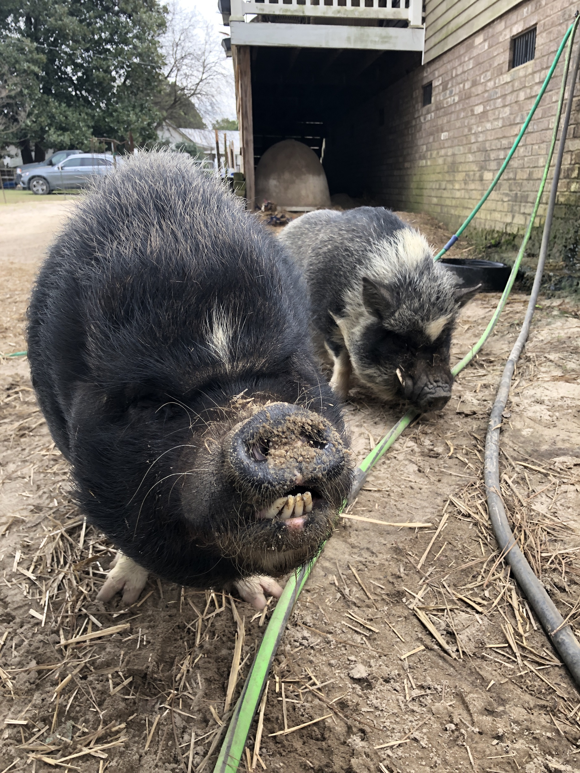 Pigs at Cotton Branch Farm Sanctuary - An animal rescue in South Carolina