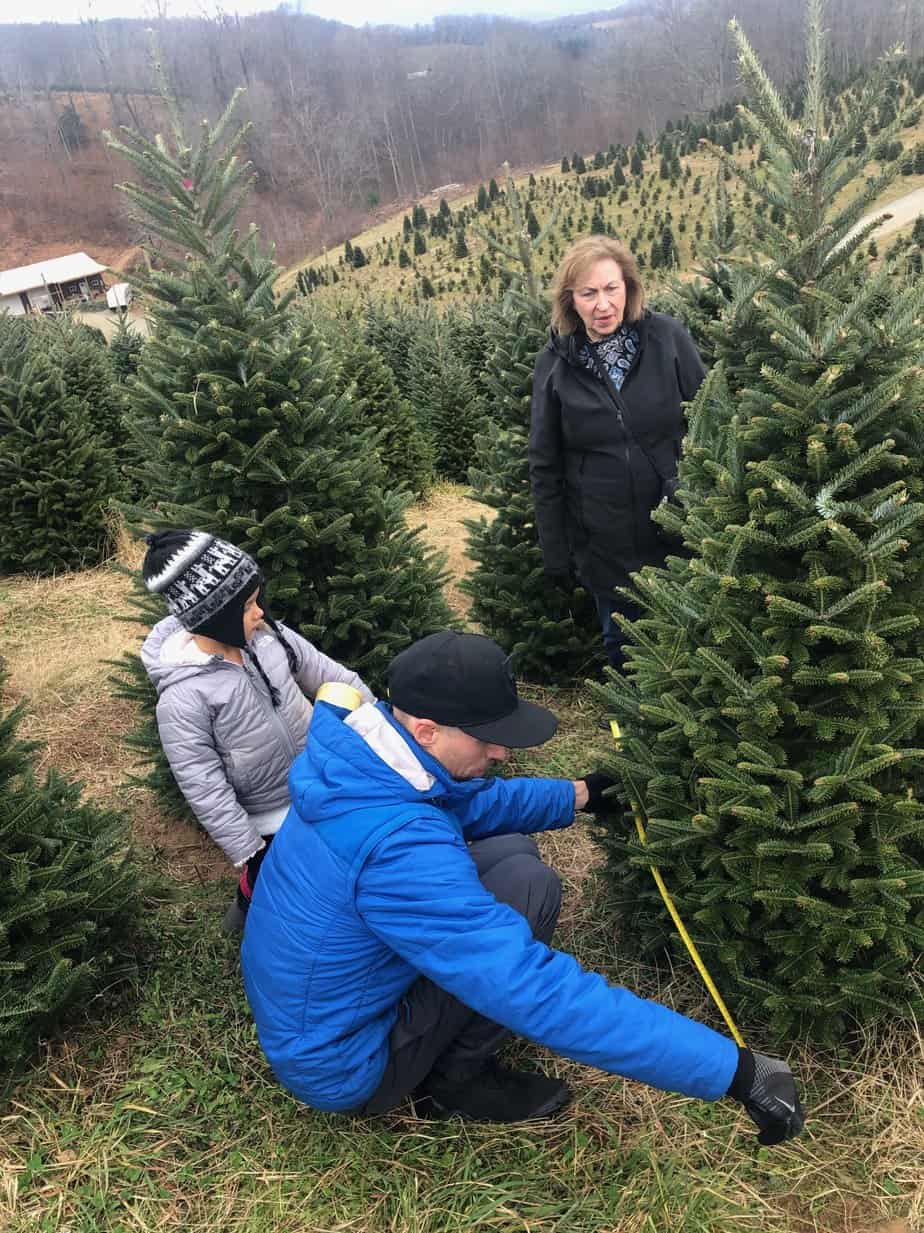 Cut your own Christmas Tree in Boone NC