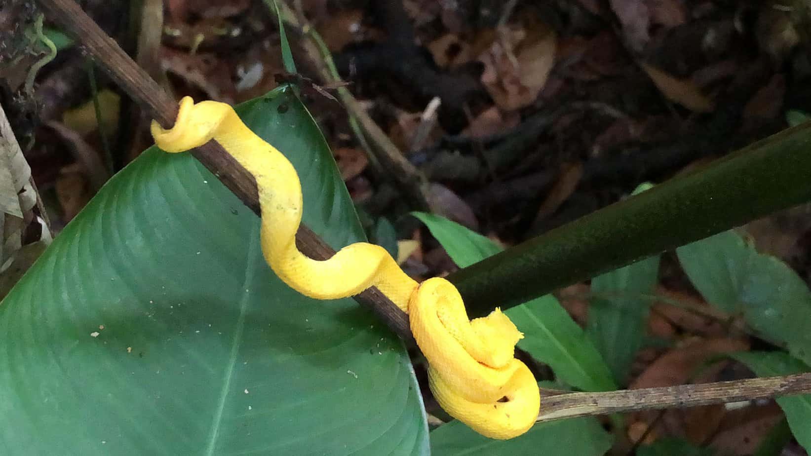 Viper found at Gandoca Manzanillo