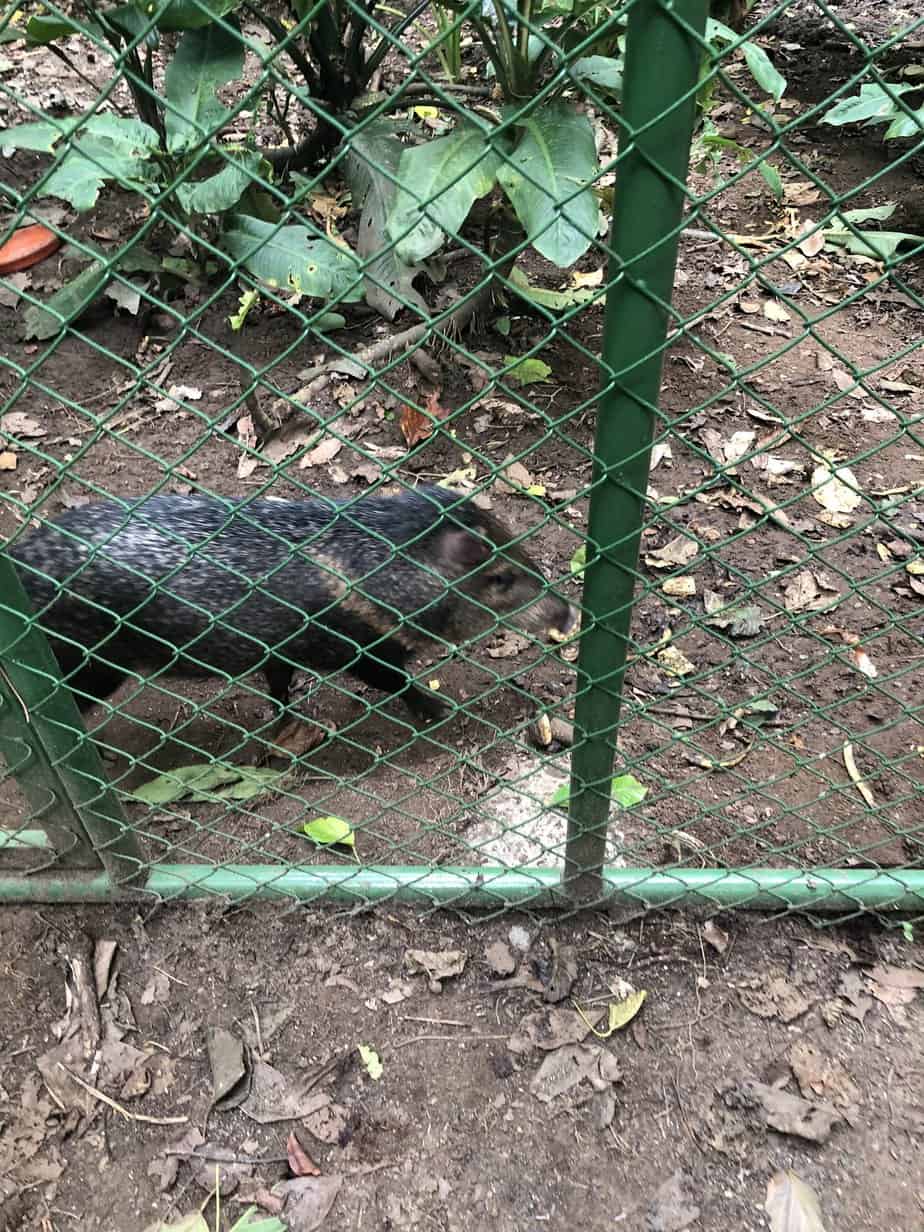 Other animals seen at Jaguar Rescue Center