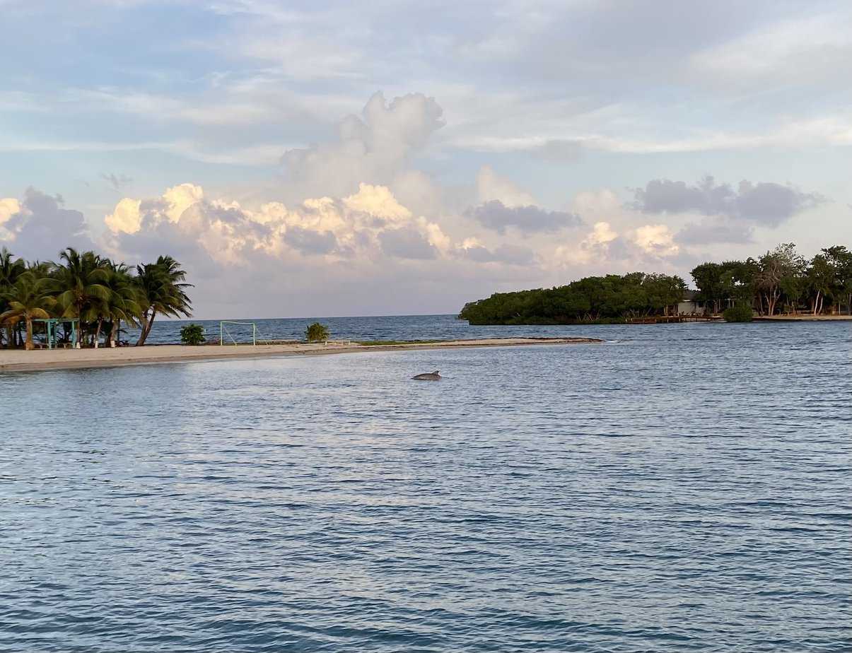 Dolphin swimming in Placencia Belize