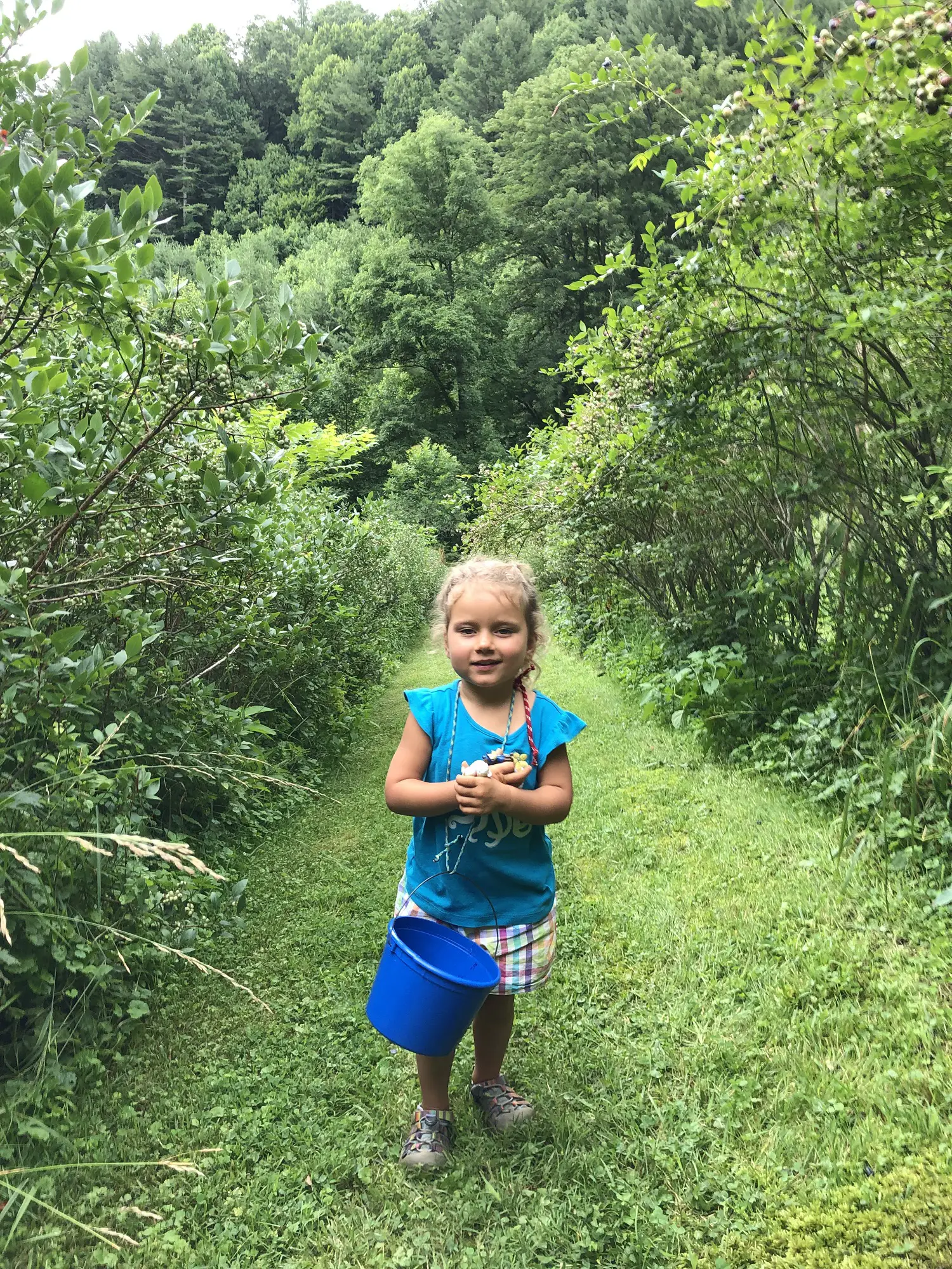 Blueberry picking in Boone NC with kids