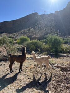 Two baby llamas in Jujuy, Argentina on a walk with Caravana de Llamas