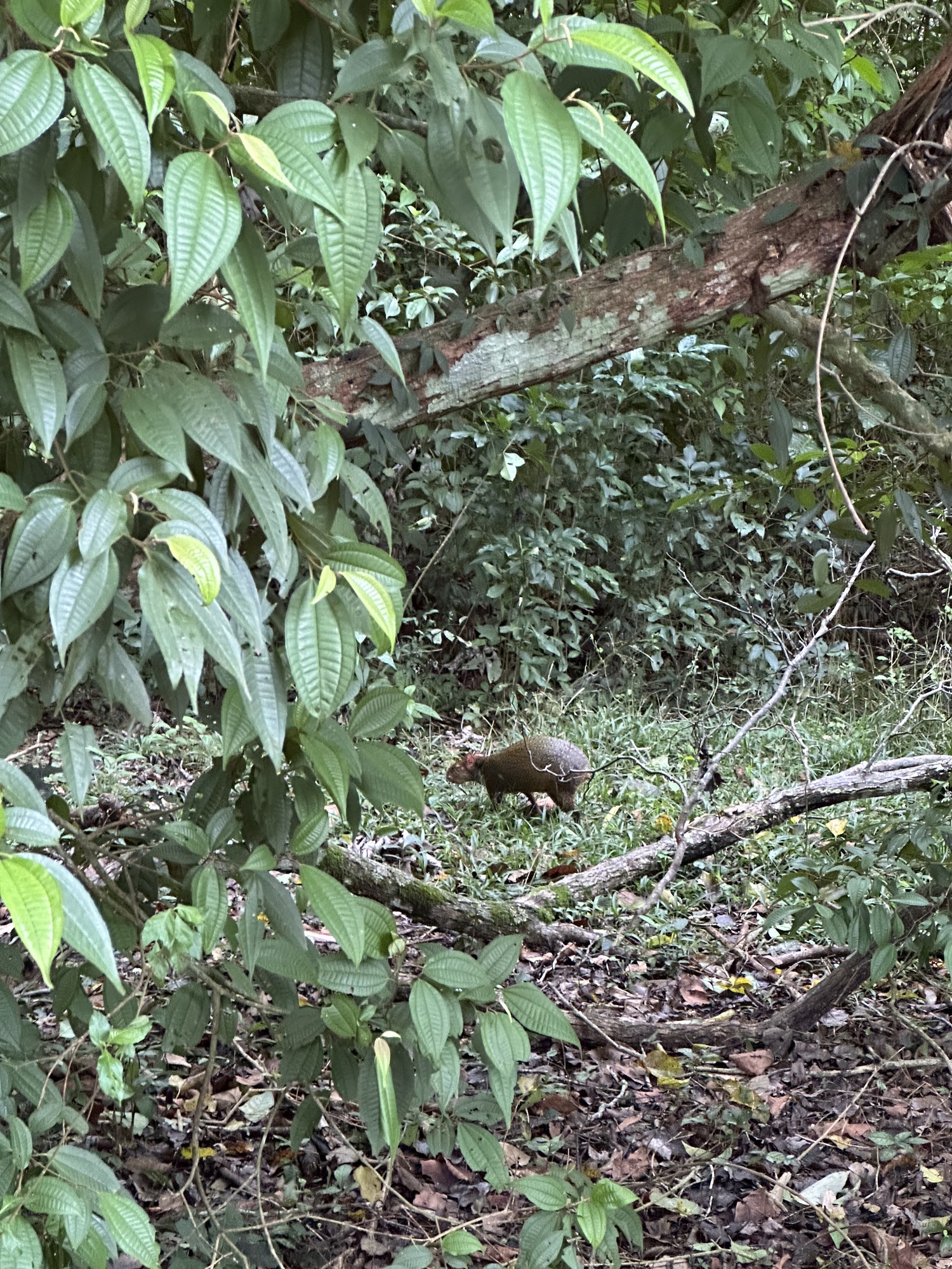 Iguazu Capybara A capybara at Iguazu Falls, Argentina