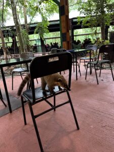 Coaties eating people's snacks and lunches at Iguazu Falls