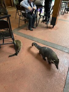 Coaties at the Garganta del Diablo Train Station at Iguazu Falls
