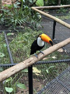 Toucan at Parque das aves in Brazil near Iguazu Falls