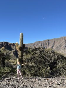 Large cactus in Tilcara, Argentina